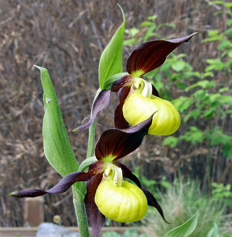 Cypripedium calceolus