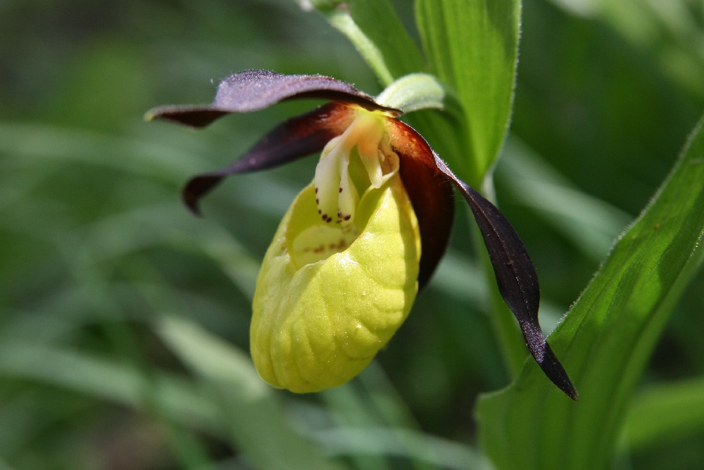 Cypripedium calceolus