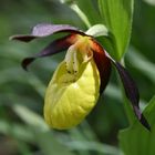 Cypripedium calceolus