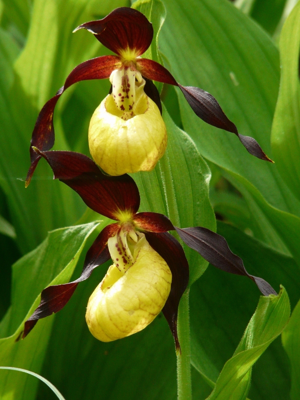 Cypripedium calceolus