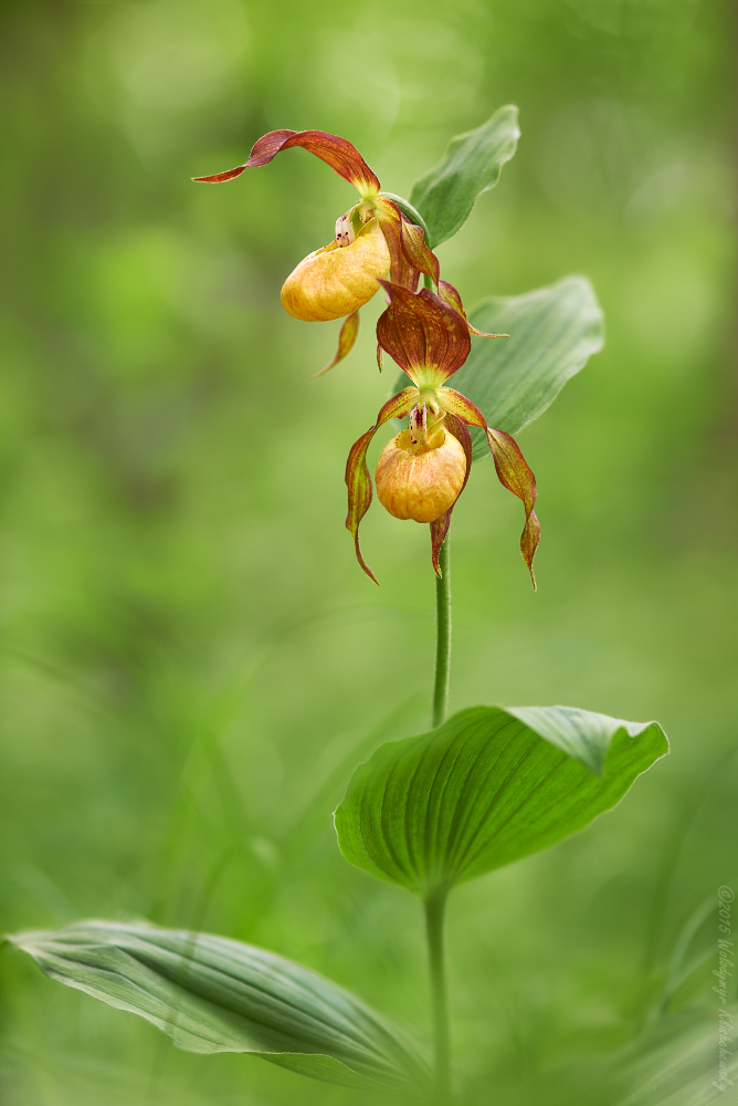 Cypripedium calceolus