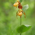 Cypripedium calceolus