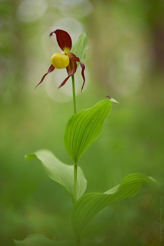 Cypripedium calceolus