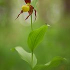 Cypripedium calceolus