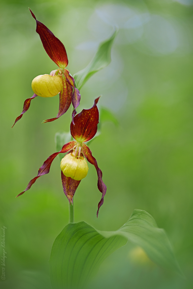 Cypripedium calceolus