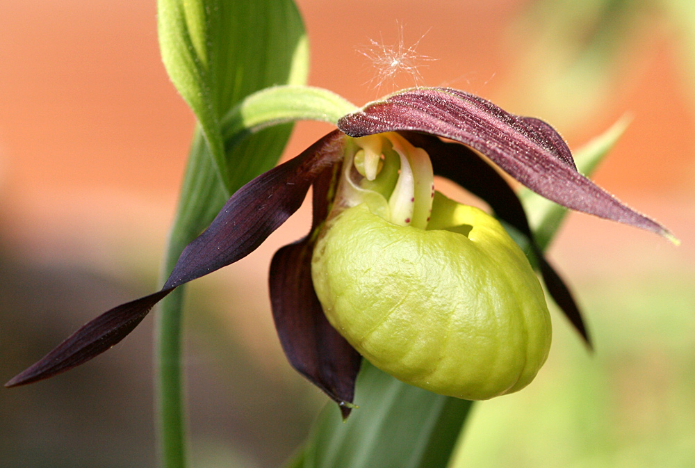 Cypripedium calceolus - Frauenschuh