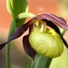 Cypripedium calceolus - Frauenschuh