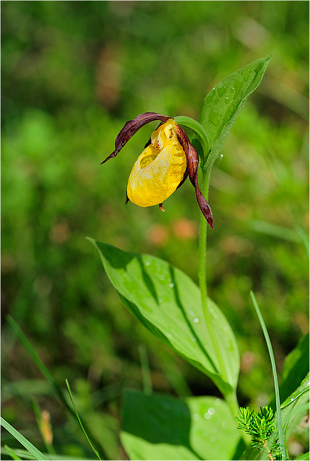 Cypripedium calceolus - Frauenschuh