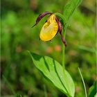 Cypripedium calceolus - Frauenschuh