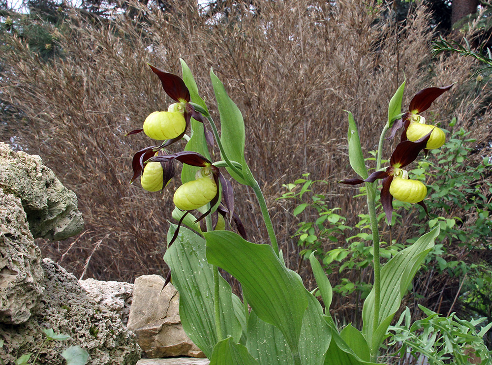 Cypripedium calceolus - Frauenschuh am Kapftag der Arbeiterklasse...