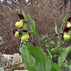 Cypripedium calceolus - Frauenschuh am Kapftag der Arbeiterklasse...