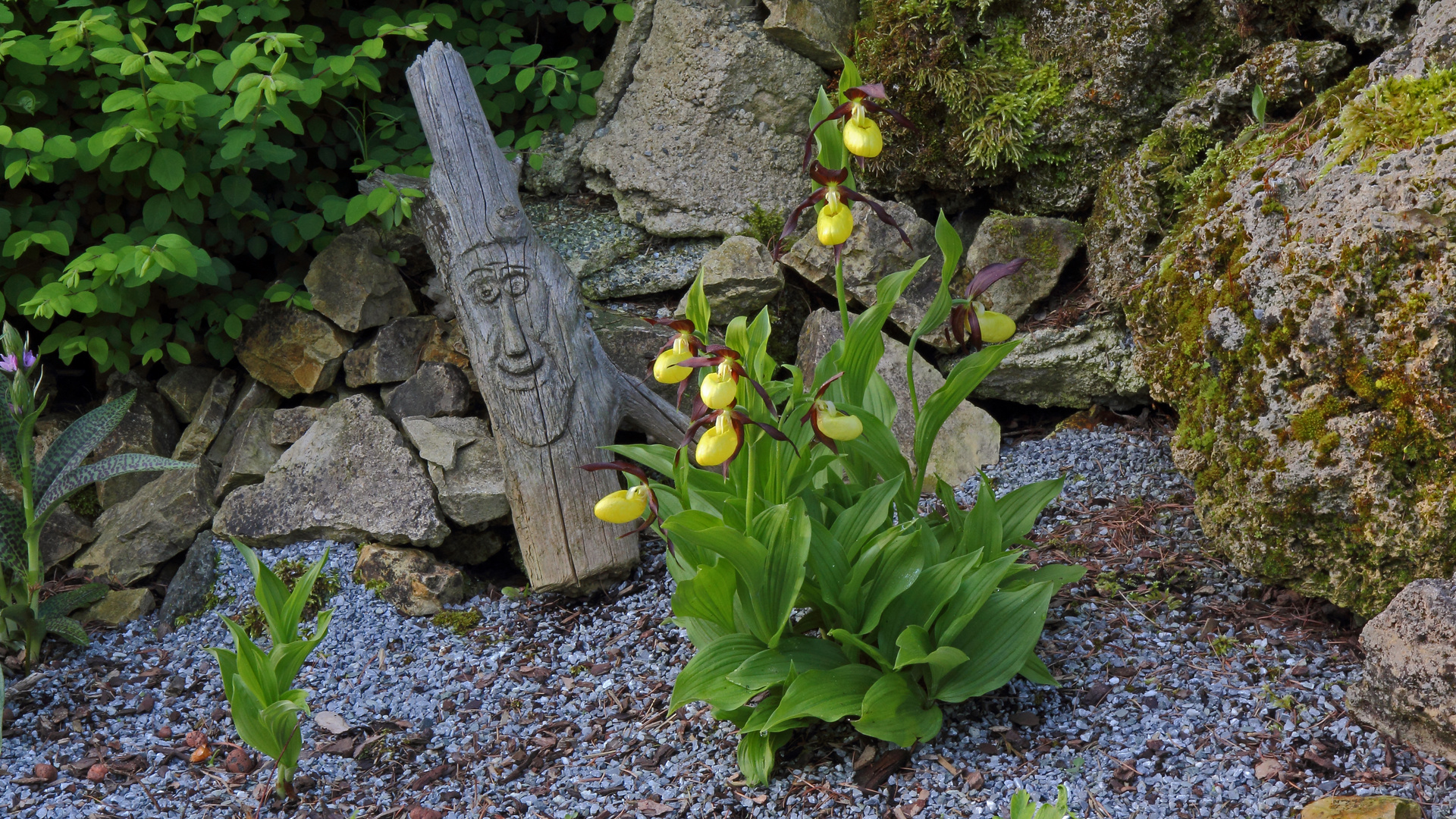 Cypripedium calceolus - Frauenschuh , der schon zwei Jahre lang nicht blühen konnte...