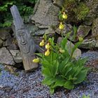 Cypripedium calceolus - Frauenschuh , der schon zwei Jahre lang nicht blühen konnte...