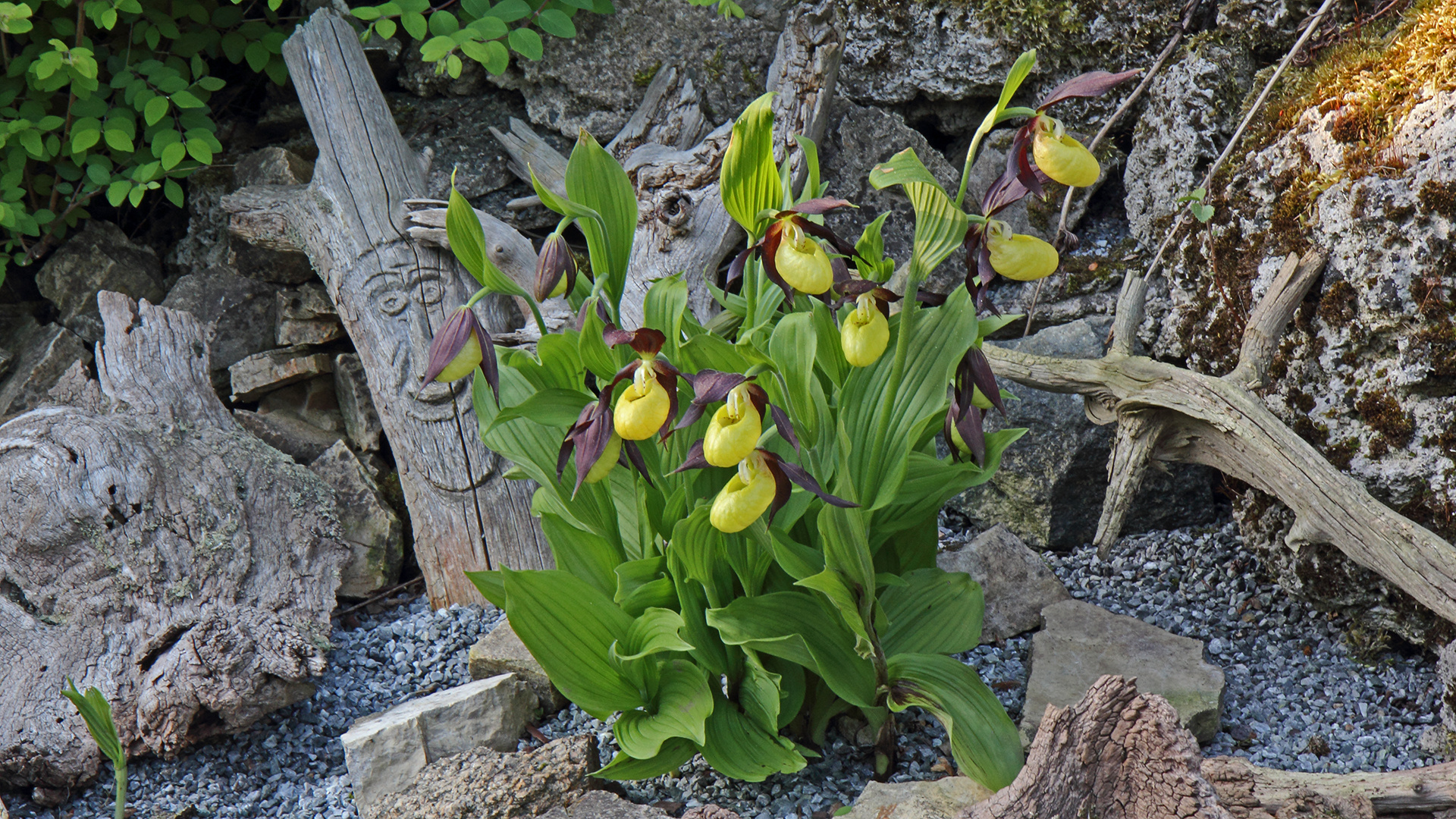 Cypripedium Calceolus- Frauenschuh gestern morgen im Alpinum