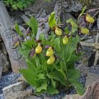 Cypripedium Calceolus- Frauenschuh gestern morgen im Alpinum