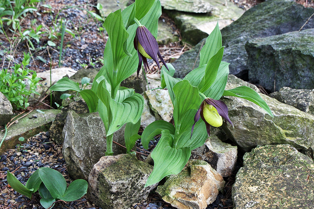 Cypripedium calceolus -    Frauenschuh im Alpinum