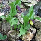 Cypripedium calceolus -    Frauenschuh im Alpinum