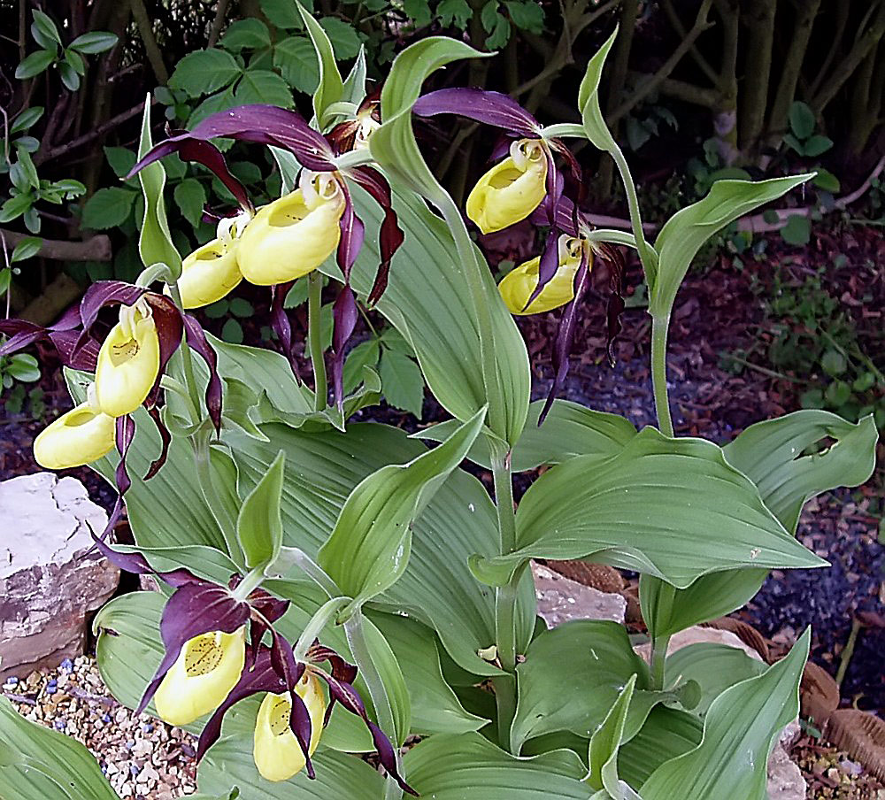 Cypripedium calceolus - Frauenschuh in meinem Alpinum