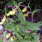 Cypripedium calceolus - Frauenschuh in meinem Alpinum