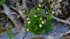 Cypripedium calceolus-Frauenschuh in unserem Garten...