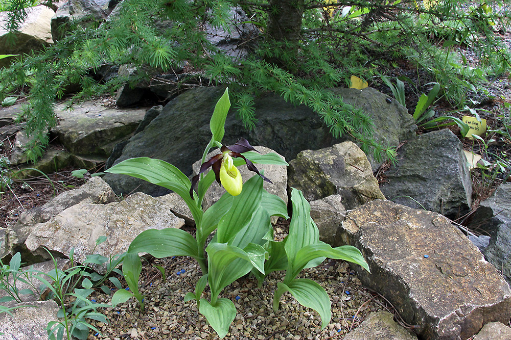 Cypripedium calceolus - Frauenschuh und am 29.04. die erste weit ...