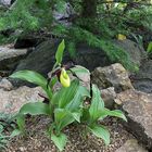 Cypripedium calceolus - Frauenschuh und am 29.04. die erste weit ...