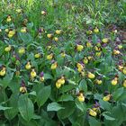 Cypripedium calceolus - Frauenschuh und kein Ende !!!