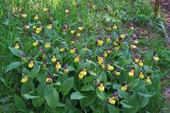 Cypripedium calceolus - Frauenschuh und kein Ende !!!