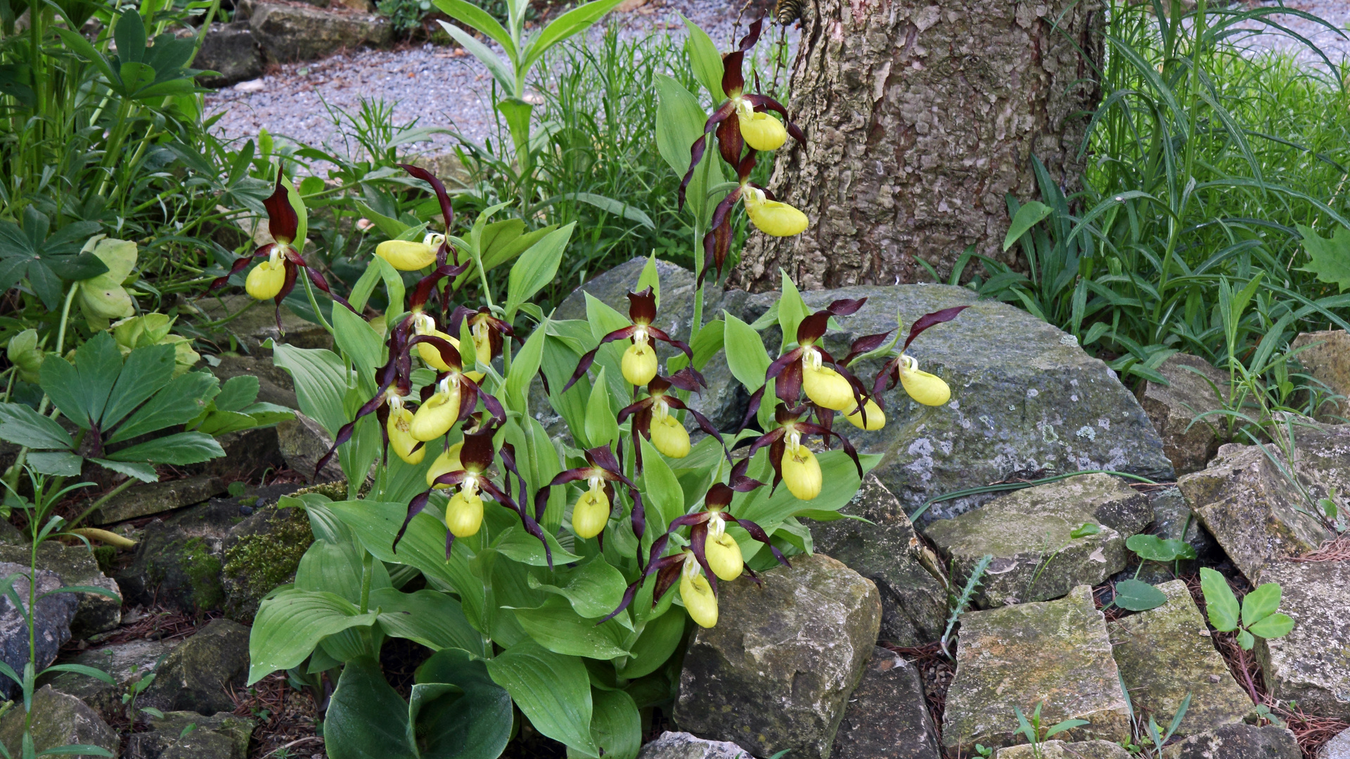 Cypripedium calceolus - Frauenschuh und mit allen Blüten voll entfaltet