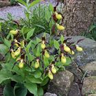 Cypripedium calceolus - Frauenschuh und mit allen Blüten voll entfaltet