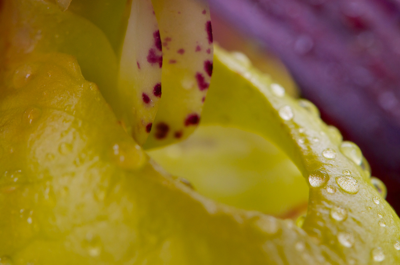 Cypripedium calceolus - Gelber Frauenschuh