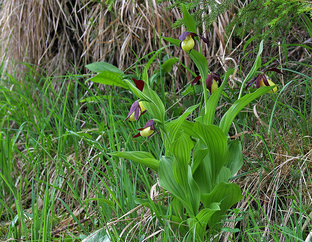 Cypripedium calceolus - heute am Naturstandort in Oberbayern