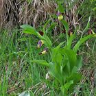 Cypripedium calceolus - heute am Naturstandort in Oberbayern