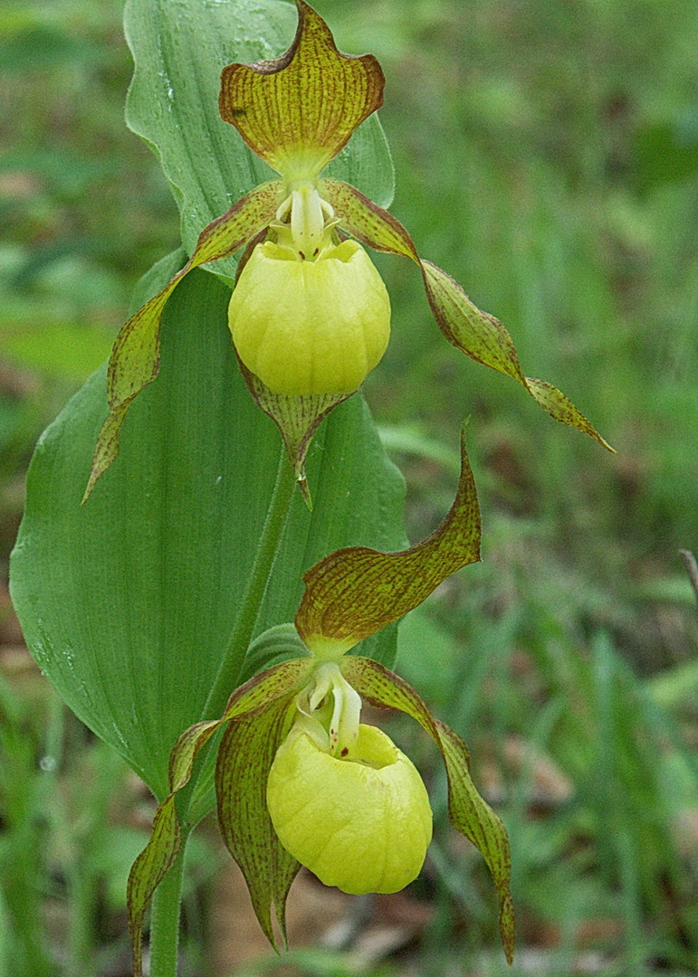 Cypripedium calceolus hybryd