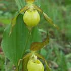 Cypripedium calceolus hybryd