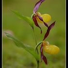 Cypripedium calceolus L.