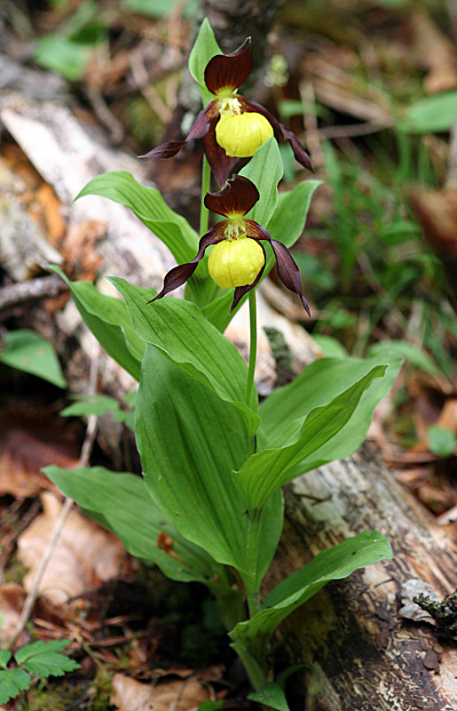 Cypripedium calceolus Maria und Hans Hermle gewidmet ,als Dank für die herrliche Orchideenexkursion