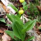 Cypripedium calceolus Maria und Hans Hermle gewidmet ,als Dank für die herrliche Orchideenexkursion