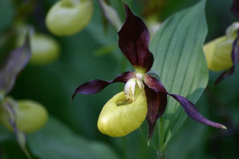 Cypripedium calceolus - Marienfrauenschuh