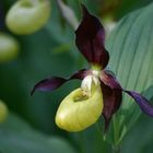 Cypripedium calceolus - Marienfrauenschuh