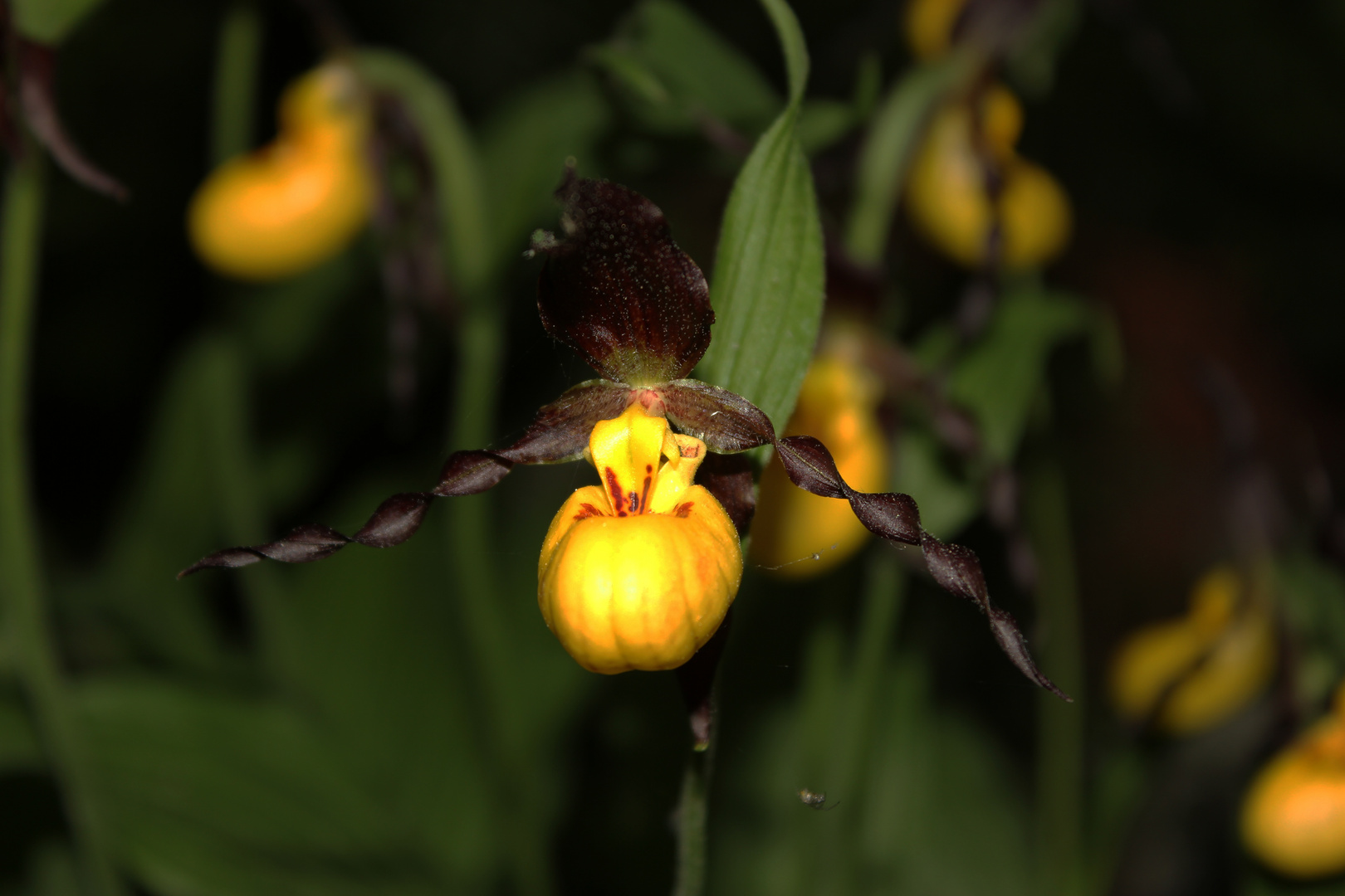 Cypripedium calceolus, Orchid