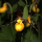 Cypripedium calceolus, Orchid