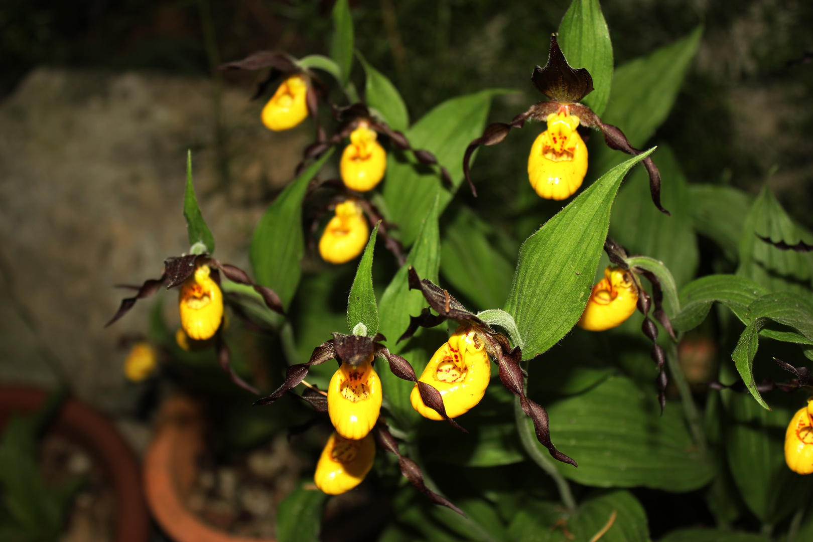 Cypripedium calceolus, Orchid