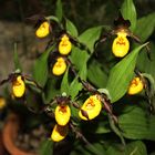 Cypripedium calceolus, Orchid