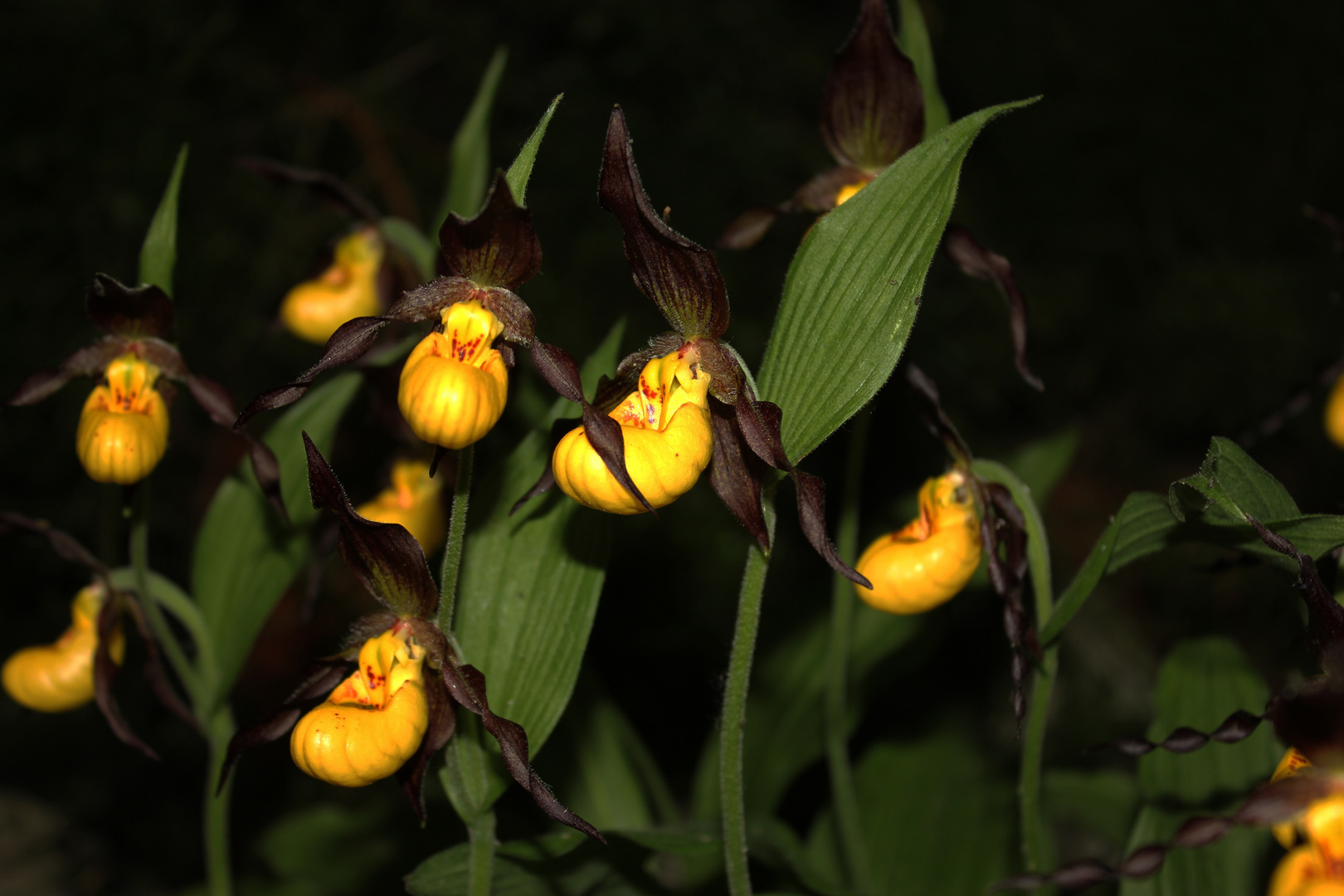 Cypripedium calceolus, Orchid