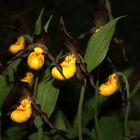 Cypripedium calceolus, Orchid