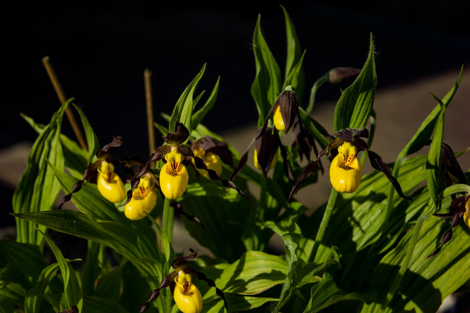 Cypripedium calceolus, Orchid