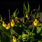 Cypripedium calceolus, Orchid