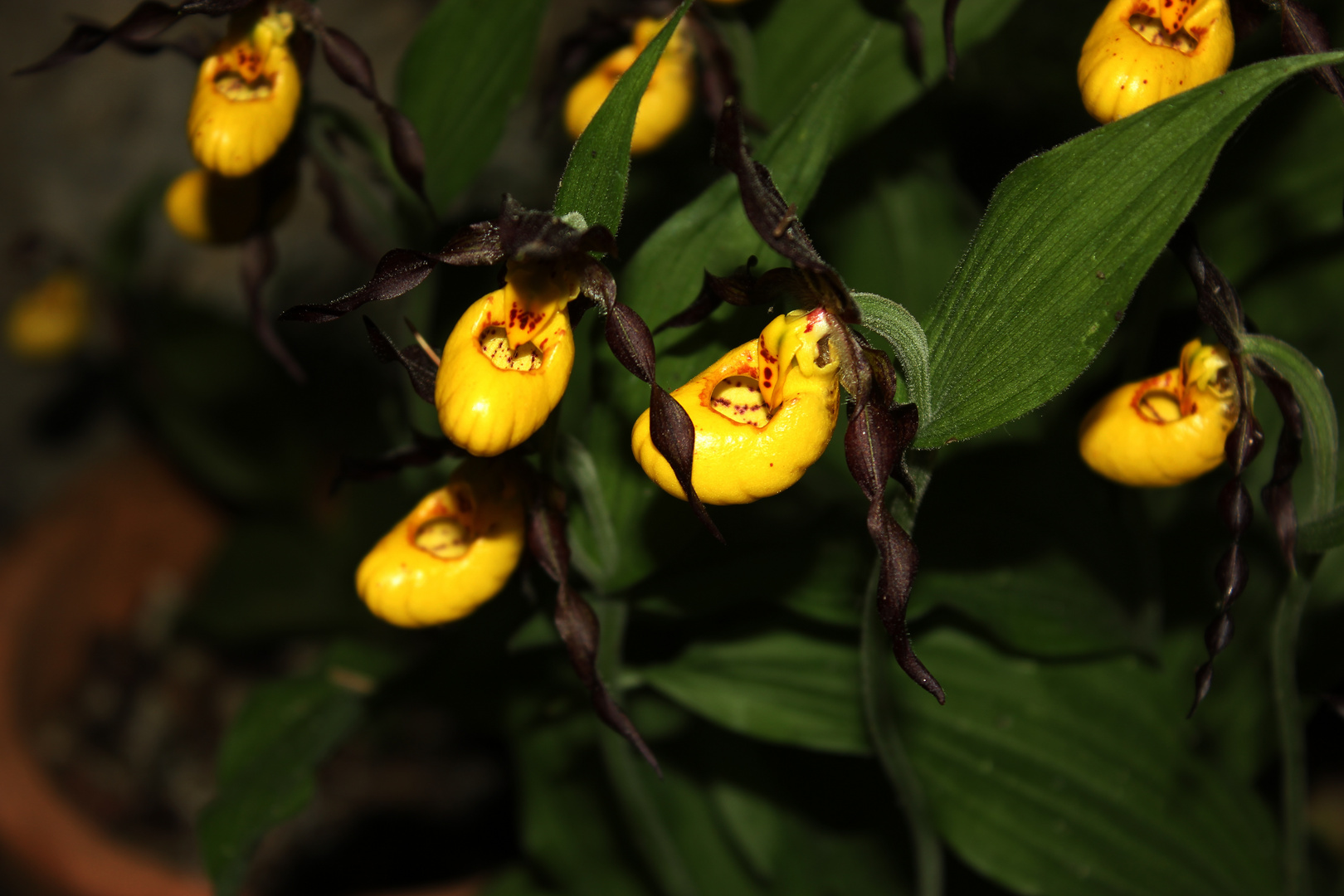 Cypripedium calceolus, Orchid