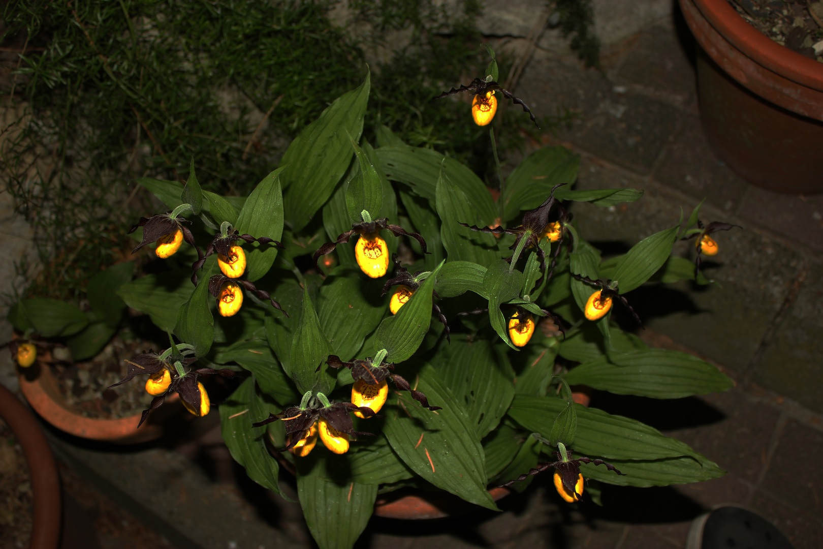 Cypripedium calceolus, Orchid II